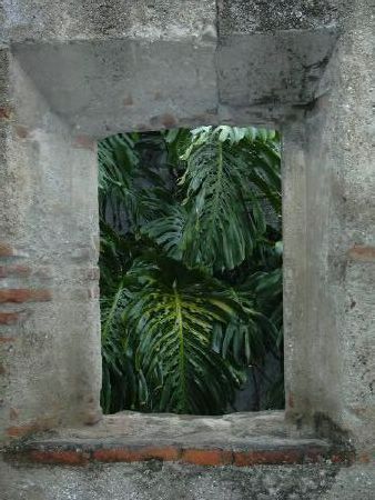 Looking out a nun cell at giant leaves