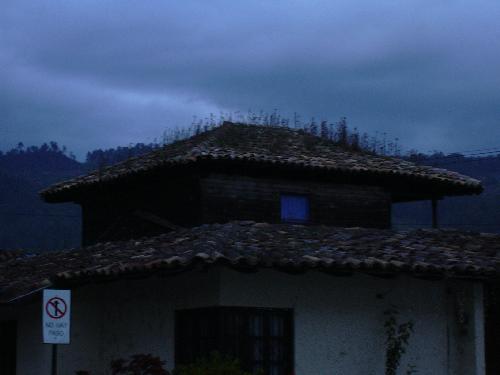 Grass on a tiled roof at dusk