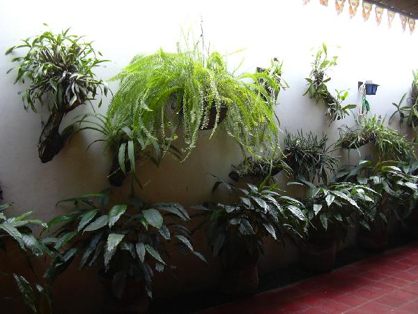 Wall of plants in restaurant