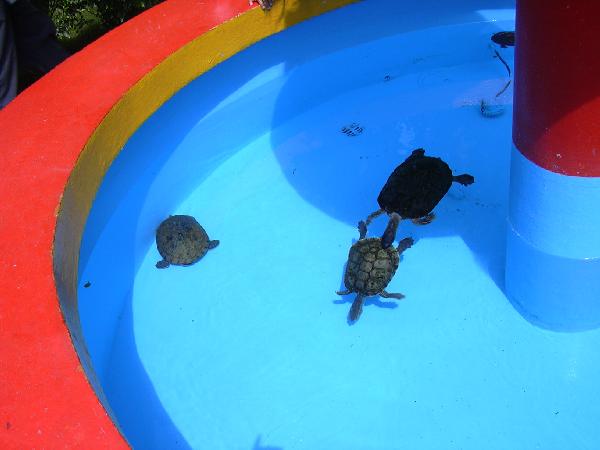 Turtles in fountain