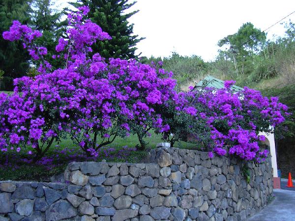 Bougainvillea at the foot of the volcano
